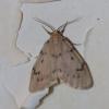 Paidia rica
